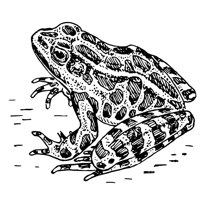 Patterned Frog Detailed Drawing